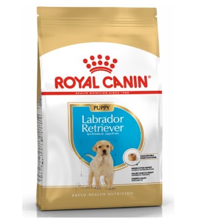 LABRADOR PUPPY 12 KG - haf-haf.am